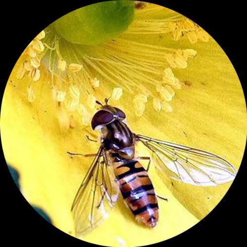 Student Forward Binocular Stereo Microscope 20X-30X-40X-60X S99065