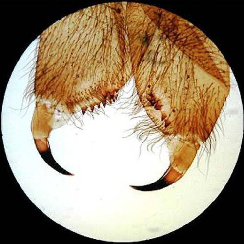 Student Forward Binocular Stereo Microscope 20X-30X-40X-60X S99065