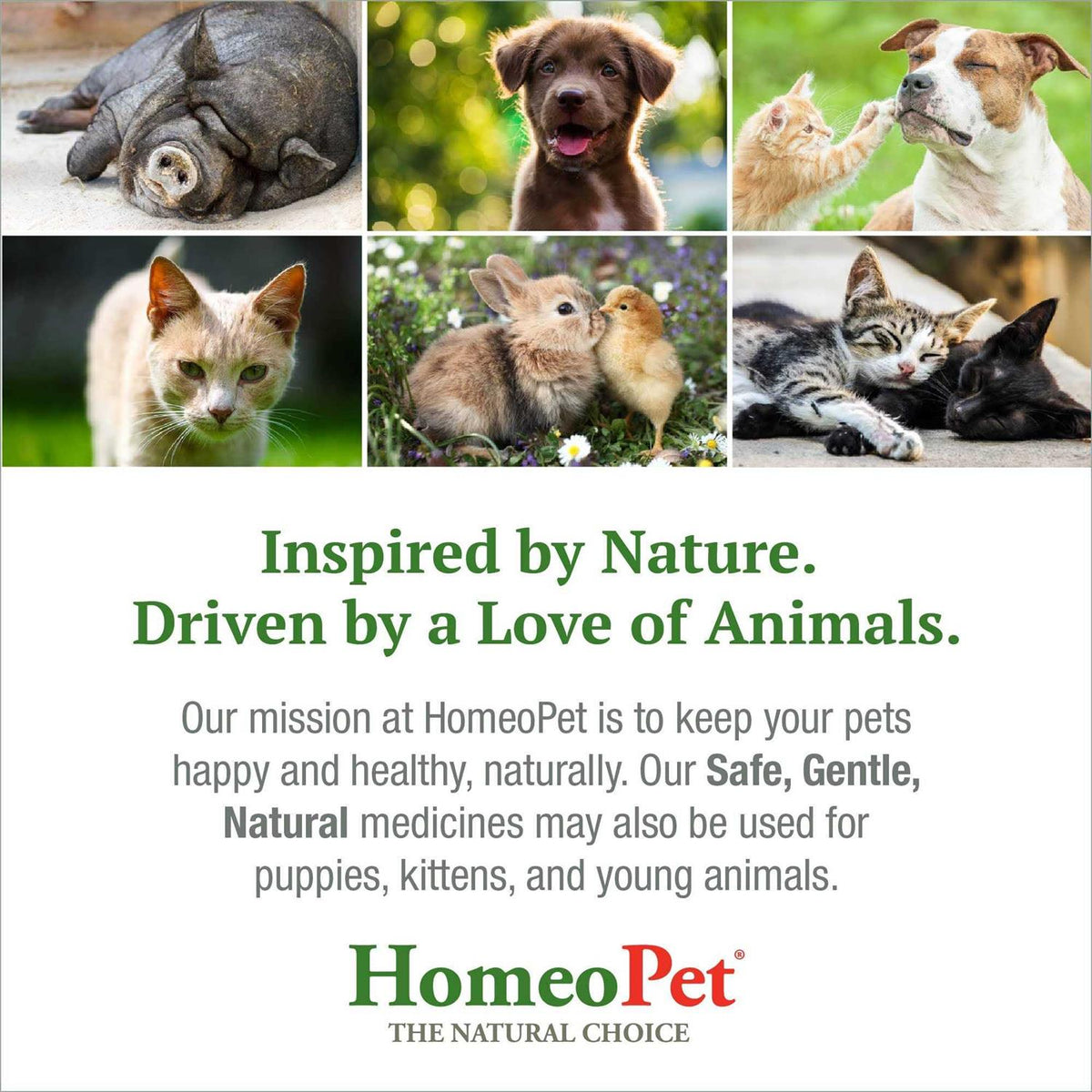Liver Rescue Pet Supplies F11010